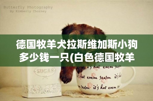 德國牧羊犬拉斯維加斯小狗多少錢一只(白色德國牧羊犬) 
