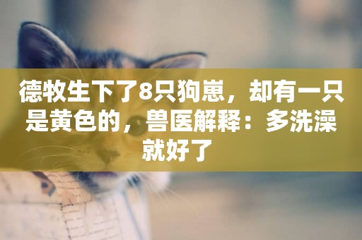德牧生下了8只狗崽，卻有一只是黃色的，獸醫解釋：多洗澡就好了 