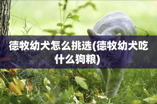 德牧幼犬怎么挑選(德牧幼犬吃什么狗糧) 