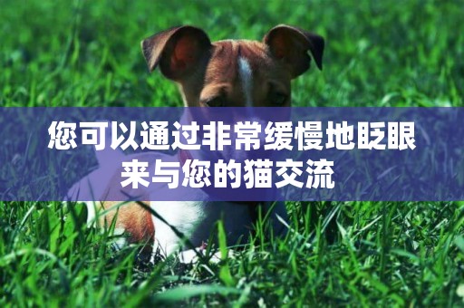 您可以通過非常緩慢地眨眼來與您的貓交流 