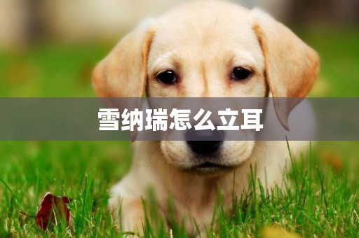 雪納瑞怎么立耳