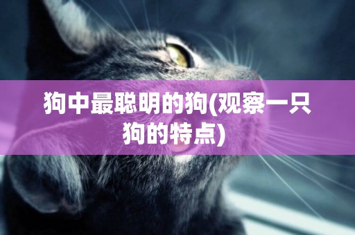狗中最聰明的狗(觀察一只狗的特點) 