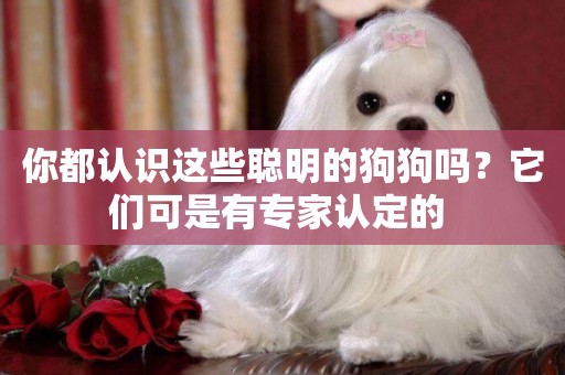 你都認識這些聰明的狗狗嗎？它們可是有專家認定的 