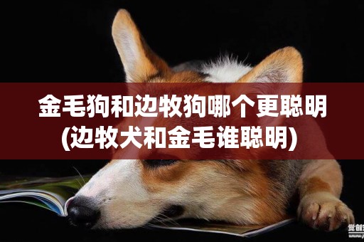 金毛狗和邊牧狗哪個更聰明(邊牧犬和金毛誰聰明) 