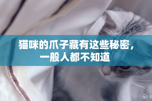 貓咪的爪子藏有這些秘密，一般人都不知道 