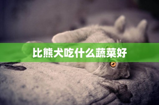 比熊犬吃什么蔬菜好