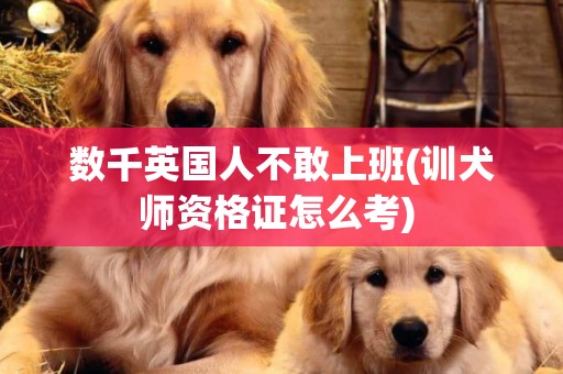 數千英國人不敢上班(訓犬師資格證怎么考) 