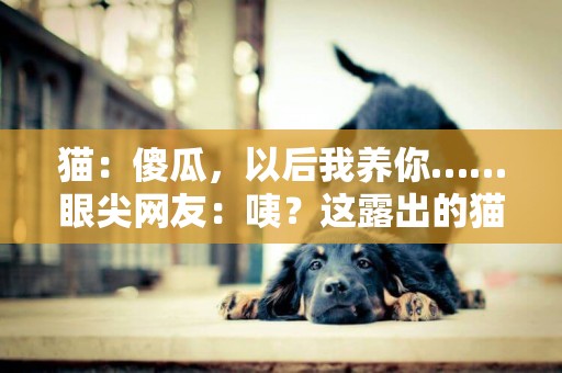 貓：傻瓜，以后我養你……眼尖網友：咦？這露出的貓爪子是幾個意思 