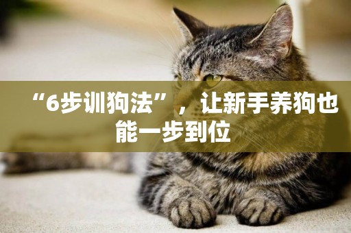 “6步訓狗法”，讓新手養狗也能一步到位 