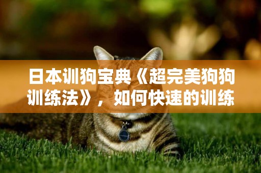 日本訓狗寶典《超完美狗狗訓練法》，如何快速的訓練一只狗狗 