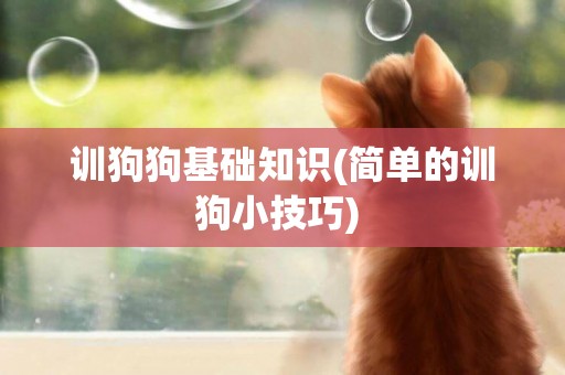 訓狗狗基礎知識(簡單的訓狗小技巧) 