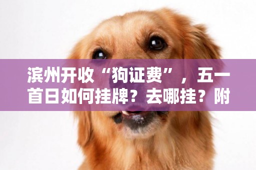 濱州開收“狗證費”，五一首日如何掛牌？去哪掛？附詳細流程 