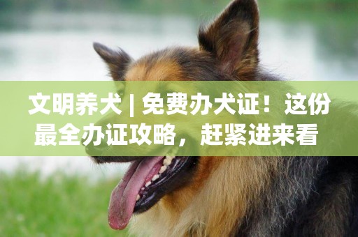 文明養犬 | 免費辦犬證！這份最全辦證攻略，趕緊進來看 