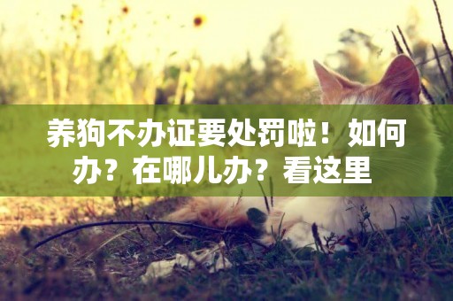 養狗不辦證要處罰啦！如何辦？在哪兒辦？看這里 