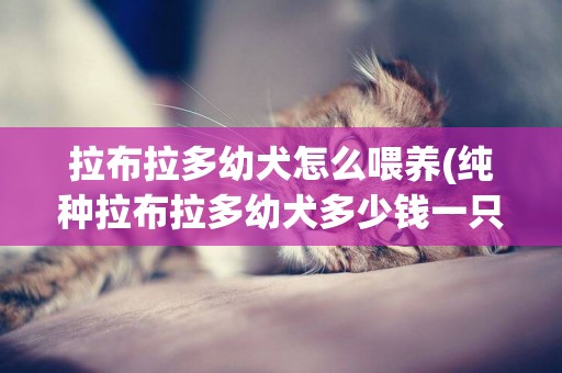 拉布拉多幼犬怎么喂養(純種拉布拉多幼犬多少錢一只) 