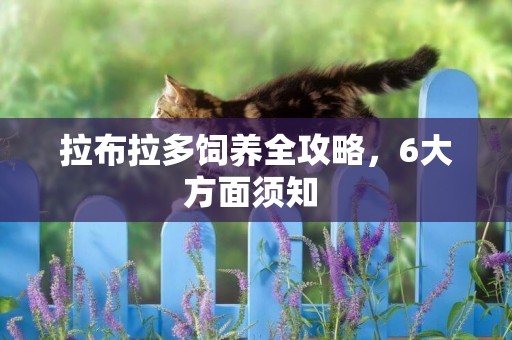 拉布拉多飼養全攻略，6大方面須知 