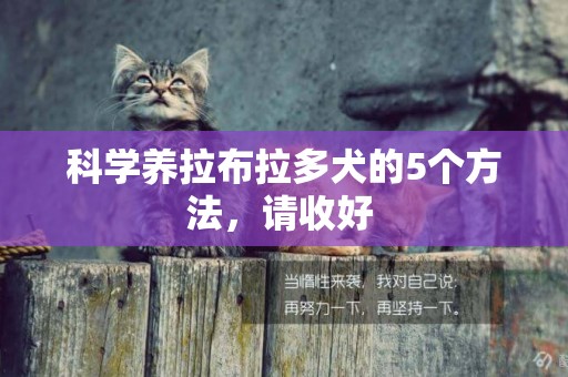 科學養拉布拉多犬的5個方法，請收好 