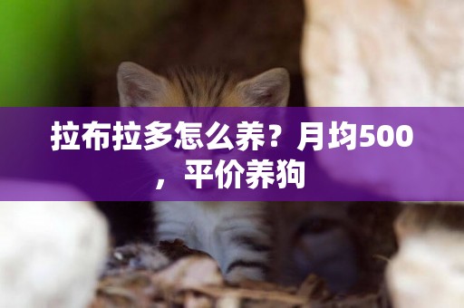 拉布拉多怎么養？月均500，平價養狗 