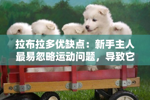 拉布拉多優缺點：新手主人最易忽略運動問題，導致它變成小惡魔 
