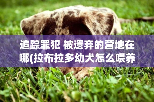 追蹤罪犯 被遺棄的營地在哪(拉布拉多幼犬怎么喂養) 