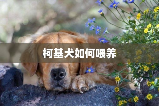 柯基犬如何喂養
