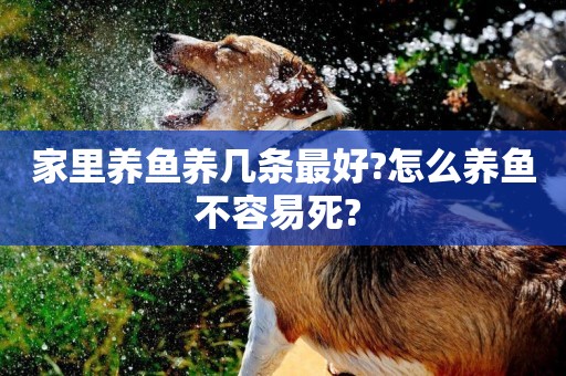 家里養魚養幾條最好?怎么養魚不容易死? 
