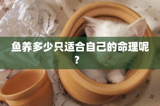 魚養多少只適合自己的命理呢？ 