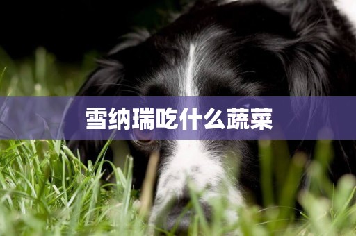 雪納瑞吃什么蔬菜