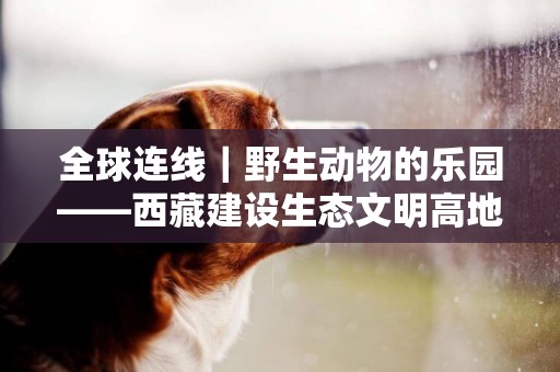 全球連線｜野生動物的樂園——西藏建設生態文明高地成果斐然 