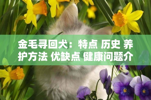 金毛尋回犬：特點 歷史 養護方法 優缺點 健康問題介紹 