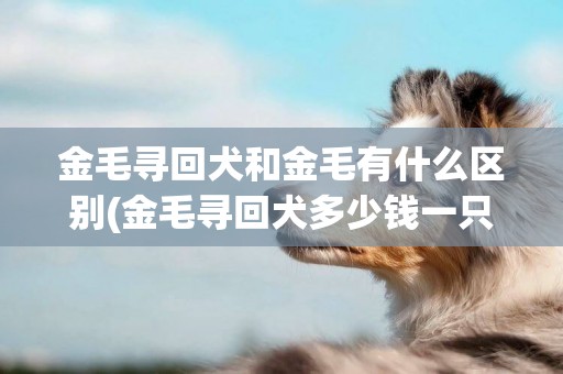 金毛尋回犬和金毛有什么區別(金毛尋回犬多少錢一只) 