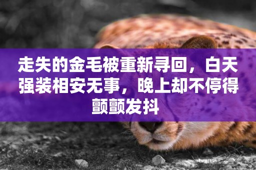 走失的金毛被重新尋回，白天強裝相安無事，晚上卻不停得顫顫發抖 