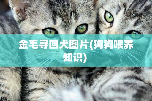 金毛尋回犬圖片(狗狗喂養知識) 
