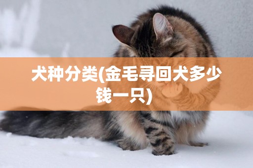 犬種分類(金毛尋回犬多少錢一只) 