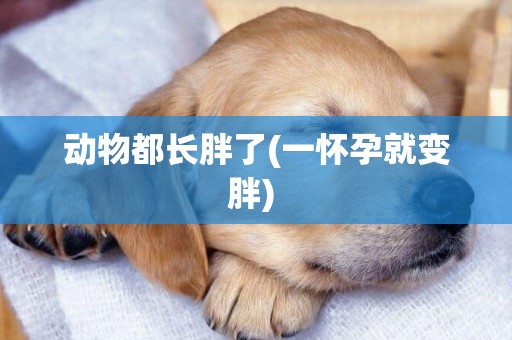 動物都長胖了(一懷孕就變胖) 