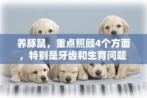 養豚鼠，重點照顧4個方面，特別是牙齒和生育問題 