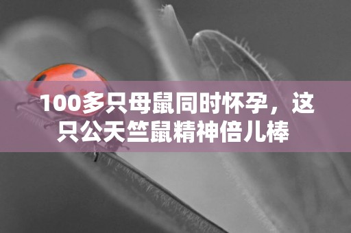 100多只母鼠同時懷孕，這只公天竺鼠精神倍兒棒 