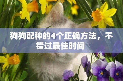 狗狗配種的4個正確方法，不錯過最佳時間 