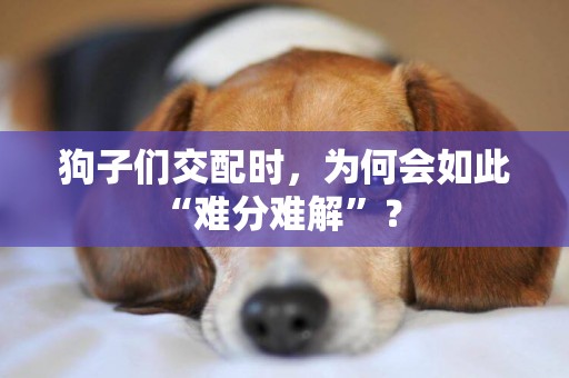 狗子們交配時，為何會如此“難分難解”？ 