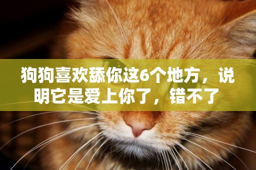 狗狗喜歡舔你這6個地方，說明它是愛上你了，錯不了 
