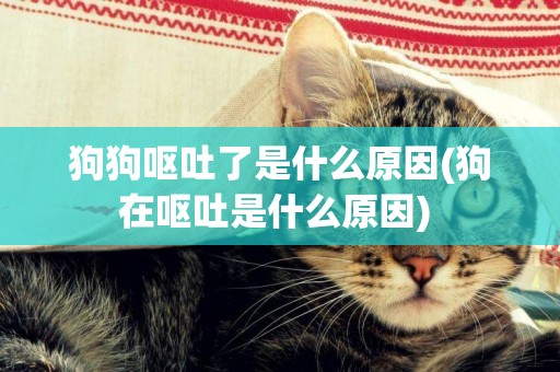 狗狗嘔吐了是什么原因(狗在嘔吐是什么原因) 