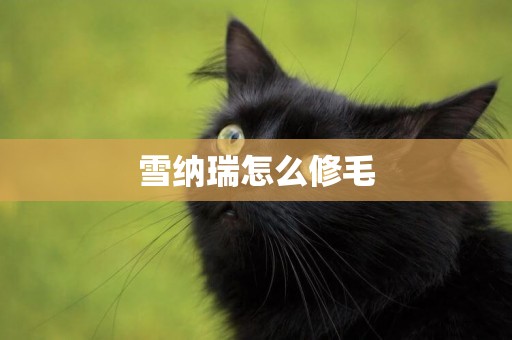 雪納瑞怎么修毛