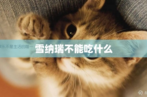 雪納瑞不能吃什么