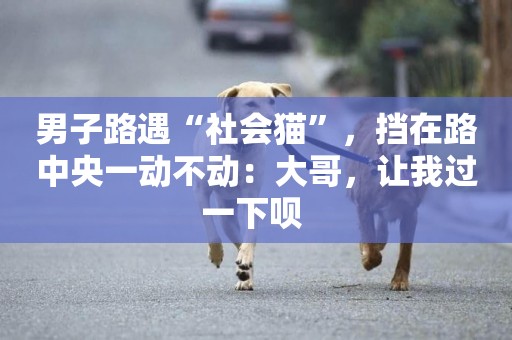 男子路遇“社會貓”，擋在路中央一動不動：大哥，讓我過一下唄 