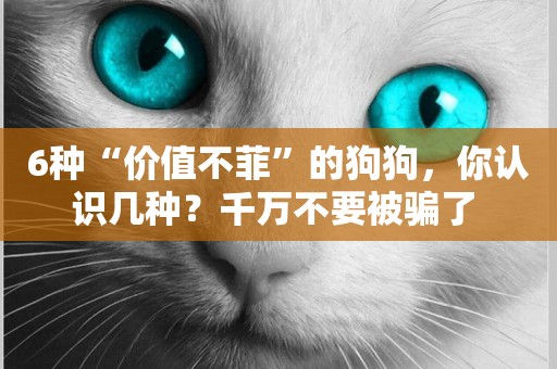 6種“價值不菲”的狗狗，你認識幾種？千萬不要被騙了 