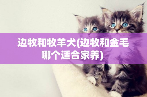 邊牧和牧羊犬(邊牧和金毛哪個適合家養) 