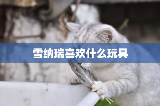 雪納瑞喜歡什么玩具