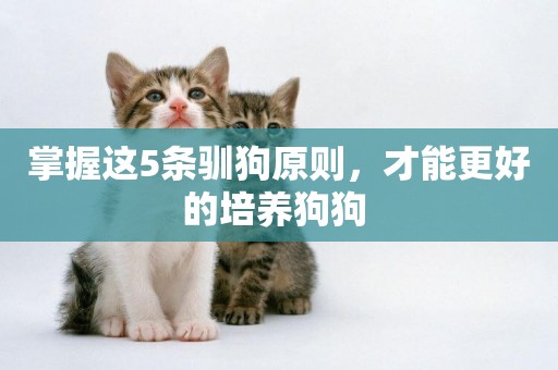 掌握這5條馴狗原則，才能更好的培養狗狗 