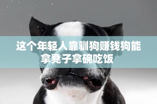 這個年輕人靠馴狗賺錢狗能拿凳子拿碗吃飯 