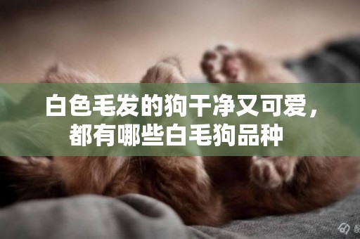 白色毛發的狗干凈又可愛，都有哪些白毛狗品種 